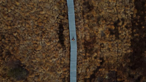 person walking on wooden pathway in marshland, aerial top down view