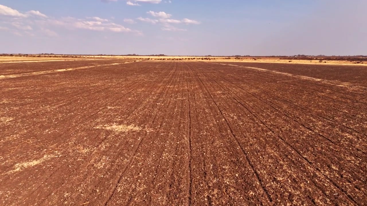 Aerial tilt up, rows of dead young plants following a server drought