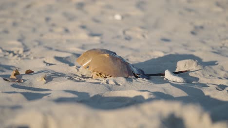 cangrejo herradura varado en una playa en la arena