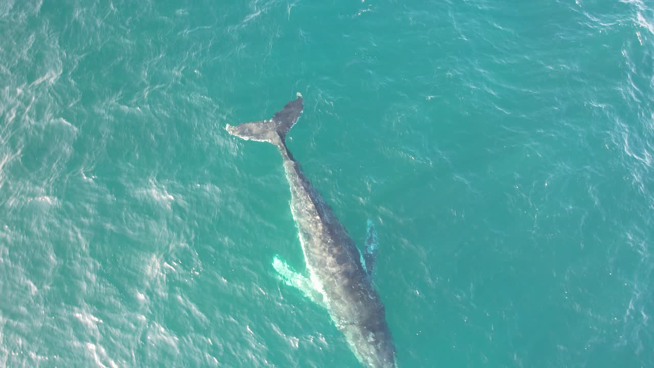 Humpback Whale Swimming In New South Wales, Australia - Aerial Shot