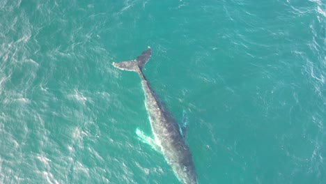 una ballena jorobada nadando en nueva gales del sur, australia - fotografía aérea
