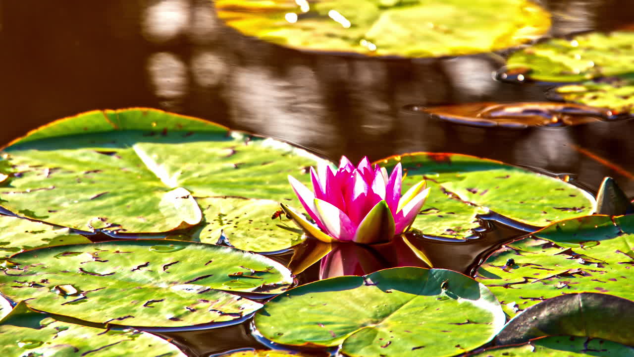 연못에 핑크 수련