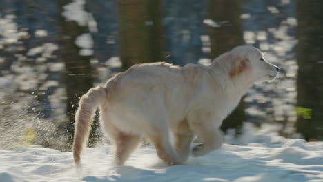 a dog runs quickly through fluffy snow, slow-motion video 4k