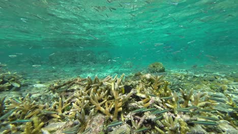 Unberührte-Unterwasserwelt-Im-Karibischen-Meer,-Entspannungsurlaub,-Los-Roques-Venezuela