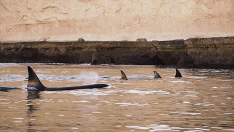 orcas group swimming close to the shore at sunset with large cliffs behind slowmotion