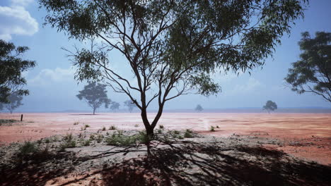 Drei-Akazienbäume-In-Einer-Afrikanischen-Landschaft