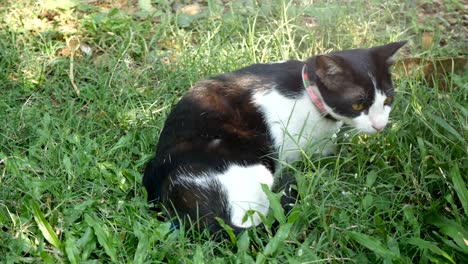 gato a rayas sentado con hierba en el jardín