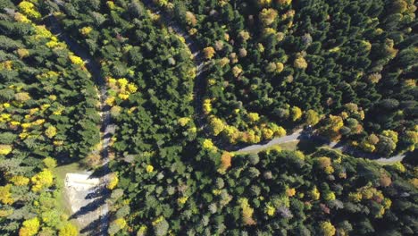 Vista-De-Arriba-Hacia-Abajo-De-Un-Dron-Sobre-Un-Bosque-Alpino-En-Otoño