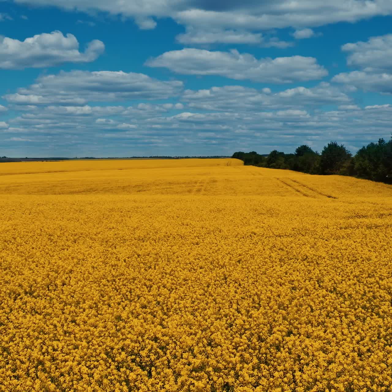 Beautiful yellow field under blue sky. Large rapeseed field. Agricultural landscape. Aerial view. Motion camera to the right.