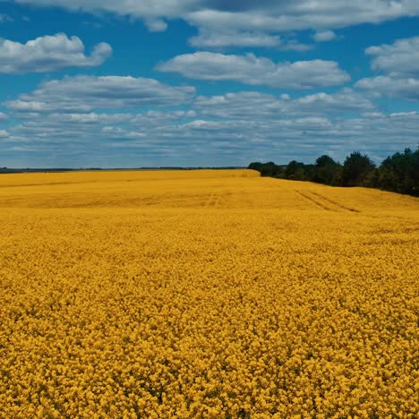 beautiful yellow field under blue sky. large rapeseed field. agricultural landscape. aerial view. motion camera to the right.