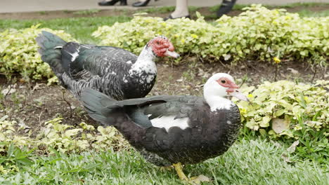 two black and white ducks walking gracefully in slow motion on the grass in a park