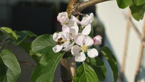 primer plano de una abeja de miel volando a una flor de manzano recogiendo polen en un jardín amigable con las abejas