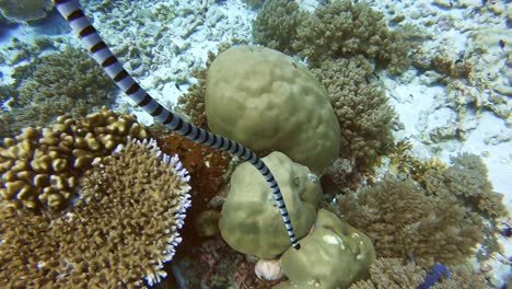 a deadly sea snake swimming down from the ocean service to the sea bottom