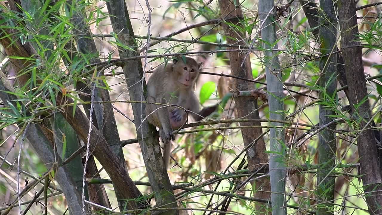 The Long-tailed Macaques are the easiest monkeys to find in Thailand as they are present at temple complexes, national parks, and even villages and cities