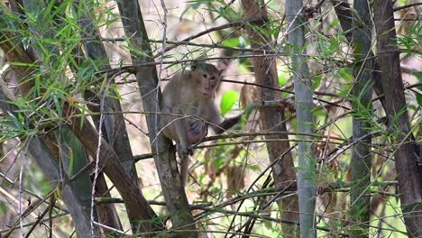 the long-tailed macaques are the easiest monkeys to find in thailand as they are present at temple complexes, national parks, and even villages and cities