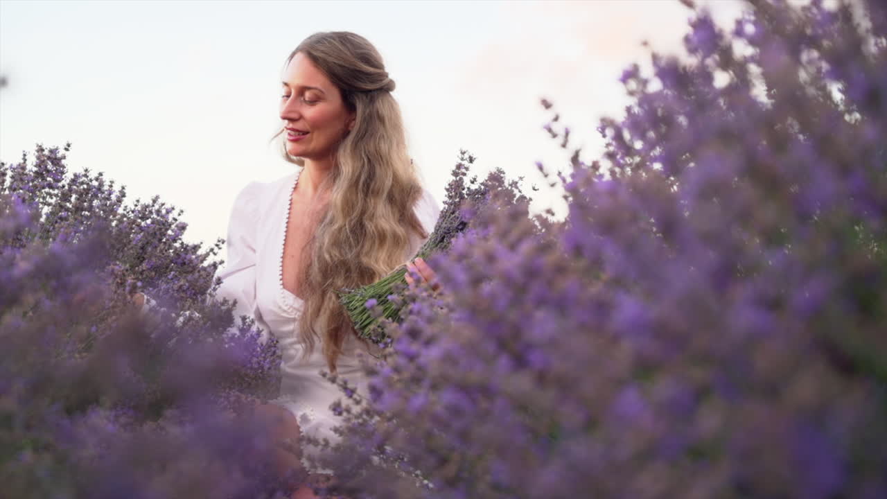 Woman in a white dress gathering a bouquet of lavender in a field