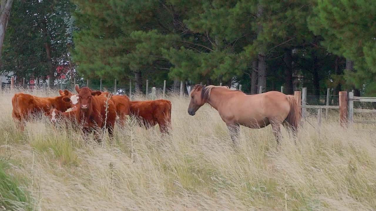 Cavallo e bestiame su un pascolo, davanti a un bosco con erba mossa dal vento, Uruguay, ripresa a mano libera