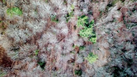 aerial search of woodlands and forest