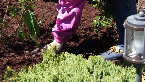 Laying-Handful-of-Brown-Shredded-Mulch-in-Garden---60fps-Slow-Motion