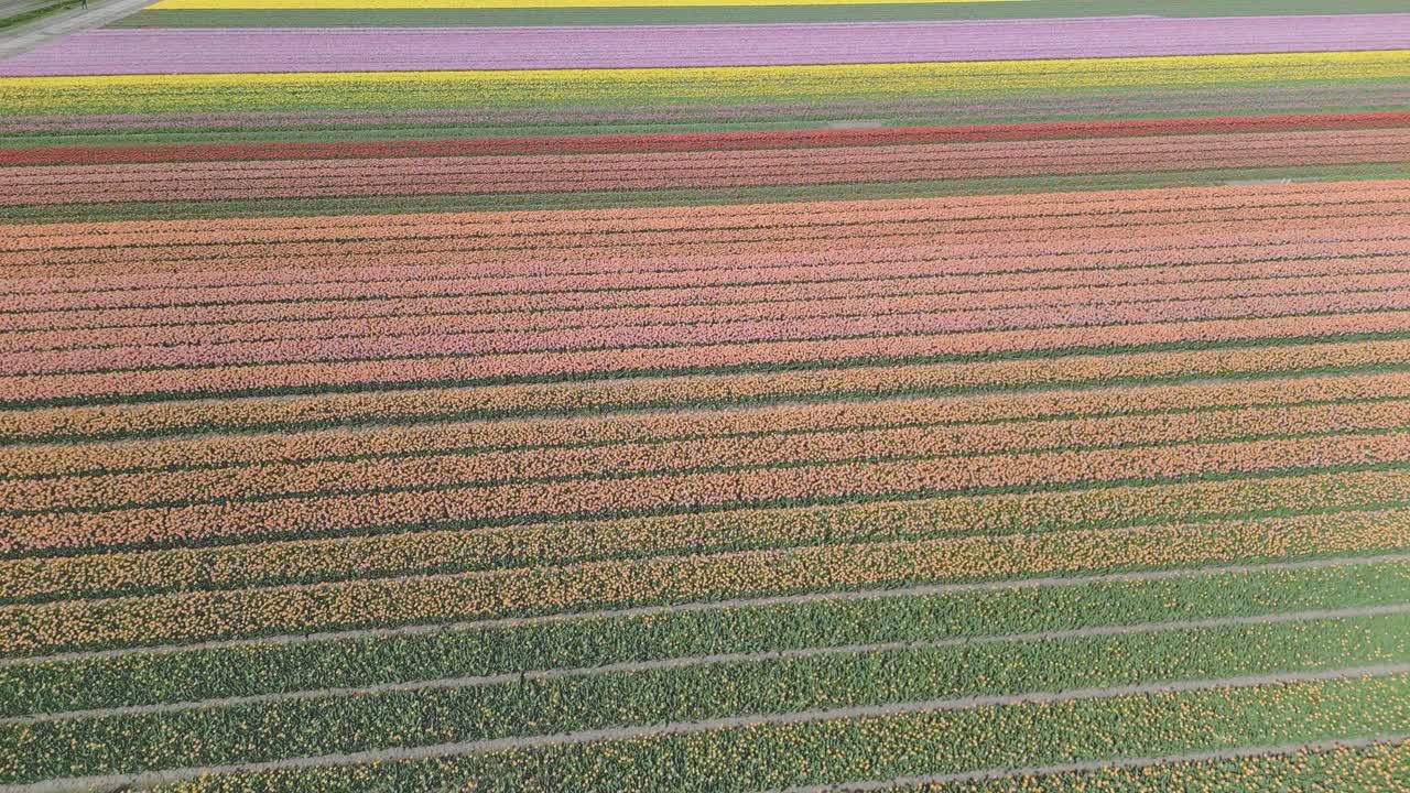Flying over the multicolored tulip field in the Netherlands in spring