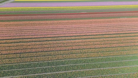 Flug-über-Das-Bunte-Tulpenfeld-In-Den-Niederlanden-Im-Frühling