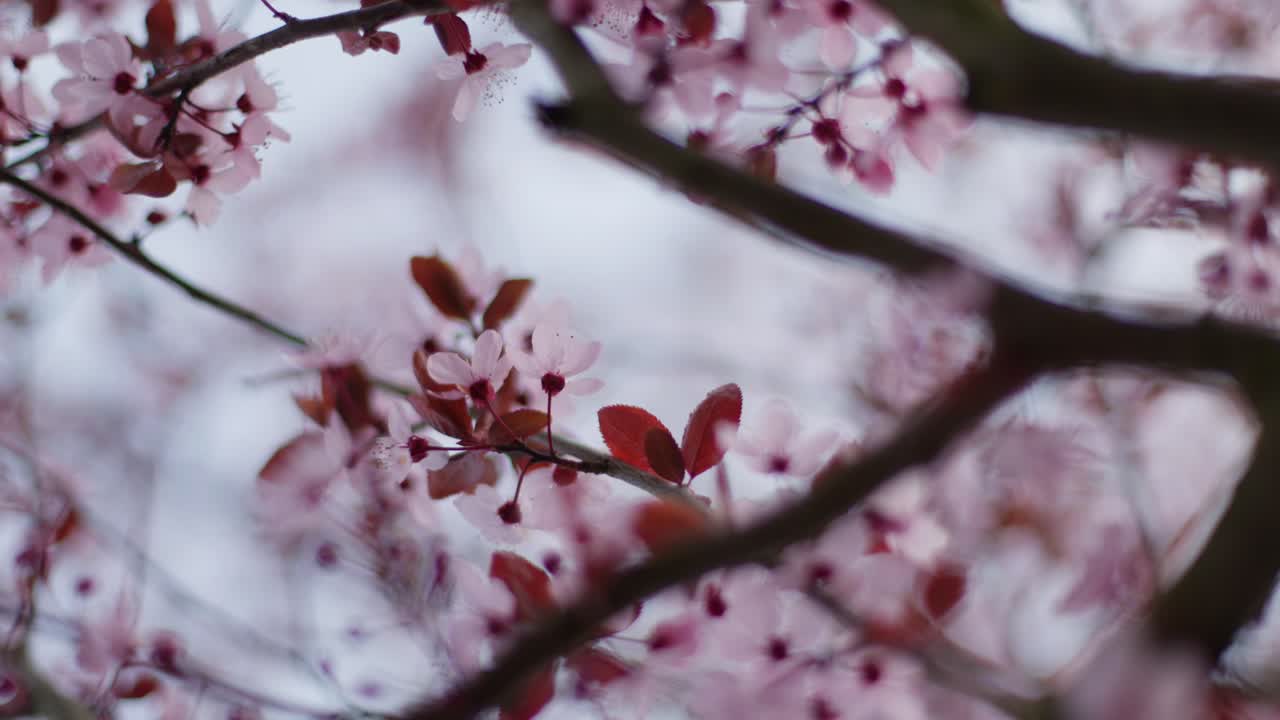 las flores de cerezo rosadas