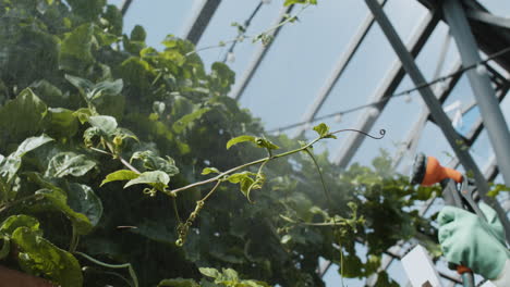 person watering plants