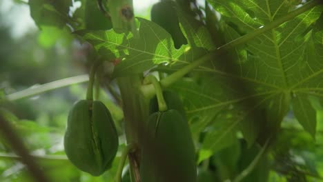 Grüne-Papayas-Wachsen-Auf-Einem-Baum,-Durch-Deren-Blätter-Sonnenlicht-Fällt