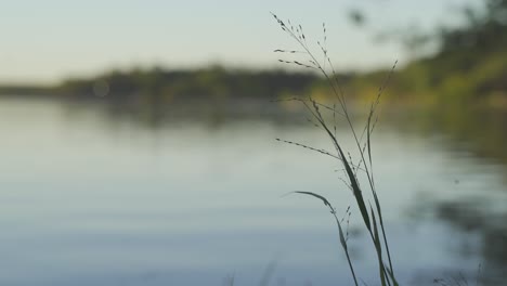 Marine-vegetation-growth-at-Cordoba-Argentina-river-Suquia