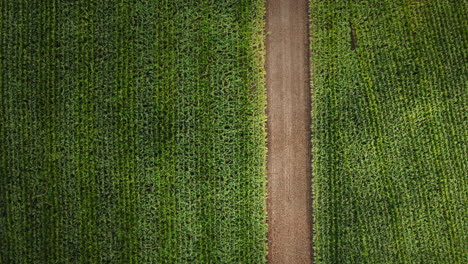 top down aerial view of a lush green cornfield with a straight dirt path dividing the crops symmetrically. agricultural patterns and vibrant foliage. crops from above.