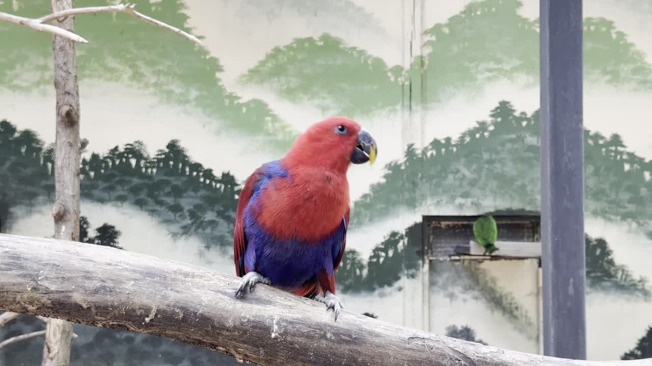 colorful parrot Species in bangkok thailand