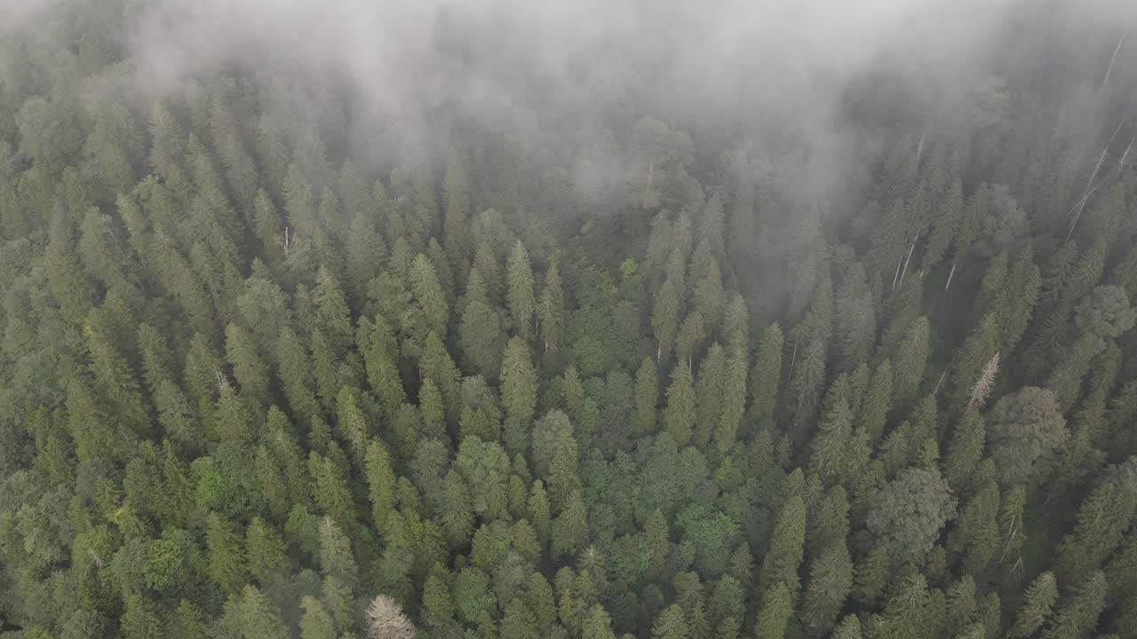 Vista drone di una pineta verde avvolta nella nebbia conifera.