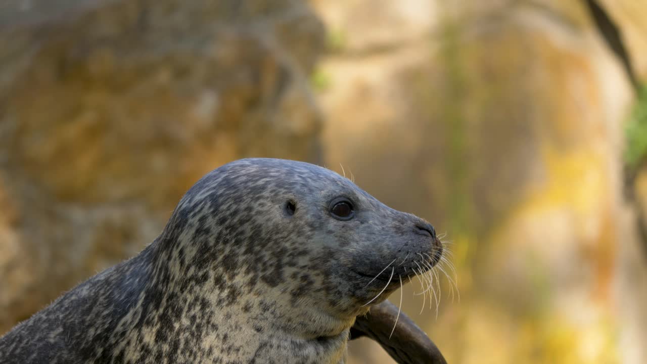 la foca común usa sus aletas para rascarse la cabeza