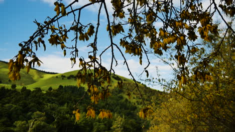 Close-up-shot-of-dried-leaves-of-tree-and-beautiful-green-mountain-landscape-in-background---Waihi-Falls-Scenic-Reserve,New-Zealand