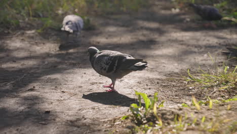 Wild-Pigeons-Walk-On-Ground-Looking-For-Seeds-During-Sunny-Day-In-Tokyo,-Japan