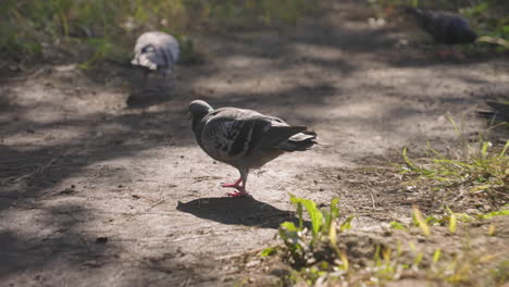 wild pigeons walk on ground looking for seeds during sunny day in tokyo, japan