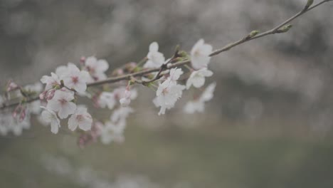 a close up on cherry blossoms petals