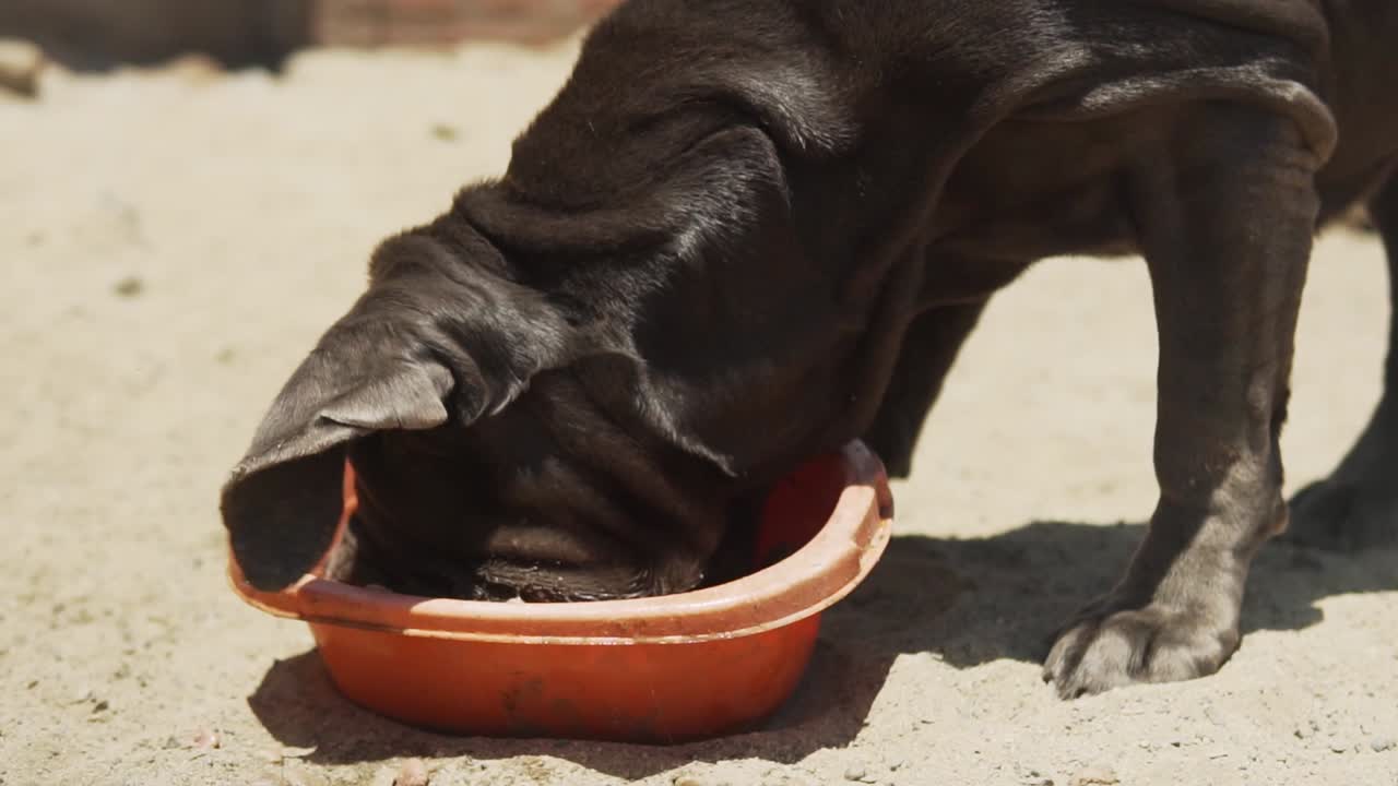 cámara lenta 120 fps - perro gigante ciego comiendo comida en slomo en el refugio de perros peruano