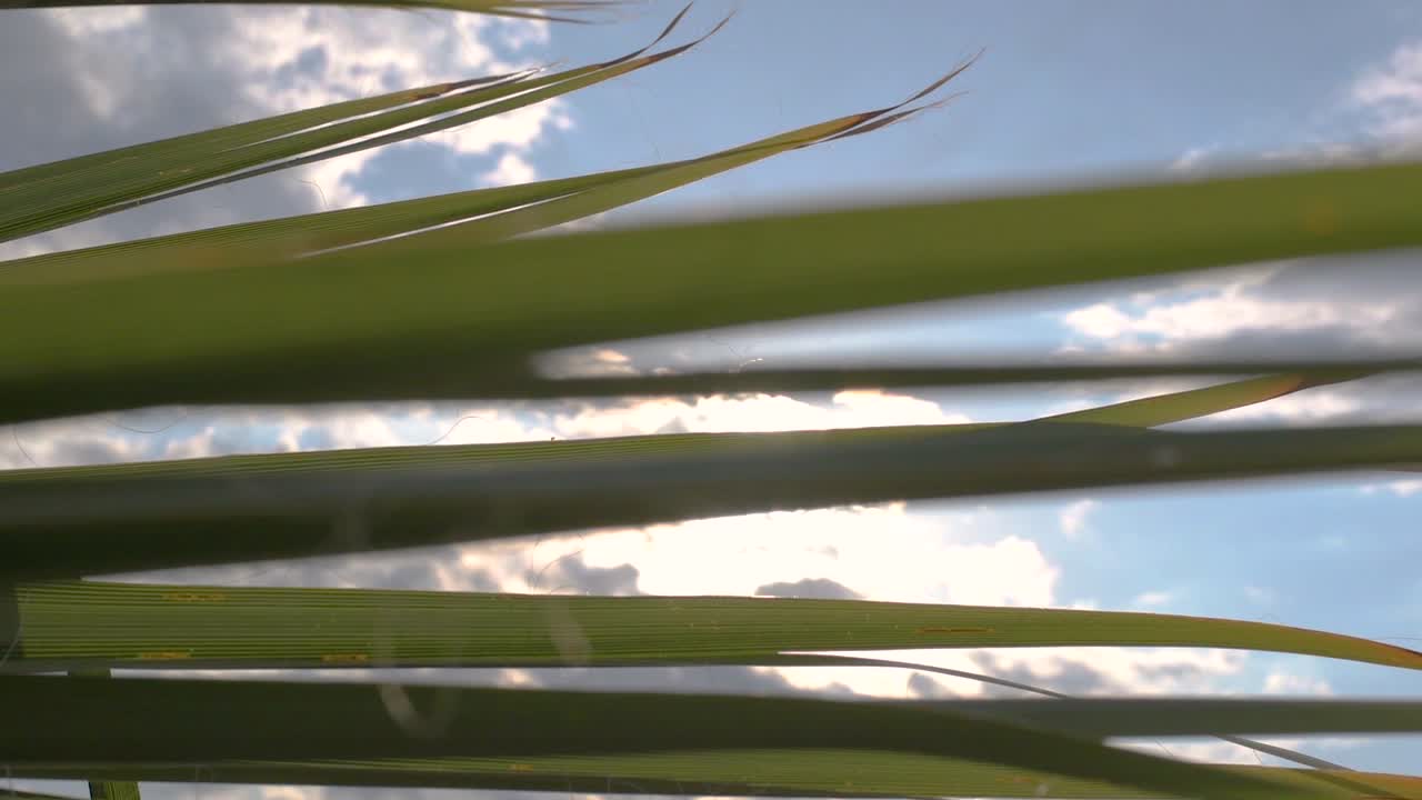 la luz del sol que pasa a través de las ramas de las hojas