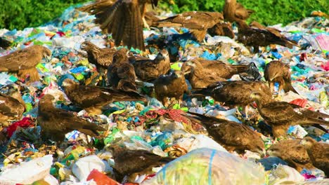 Pájaros-Marrones-Salvajes-Comiendo-Basura-En-Los-Vertederos