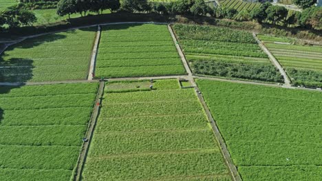 Vista-Panorámica-Aérea-Del-Paisaje-Agrícola,-Campos-Agrícolas-En-Yuen-Long,-Hong-Kong