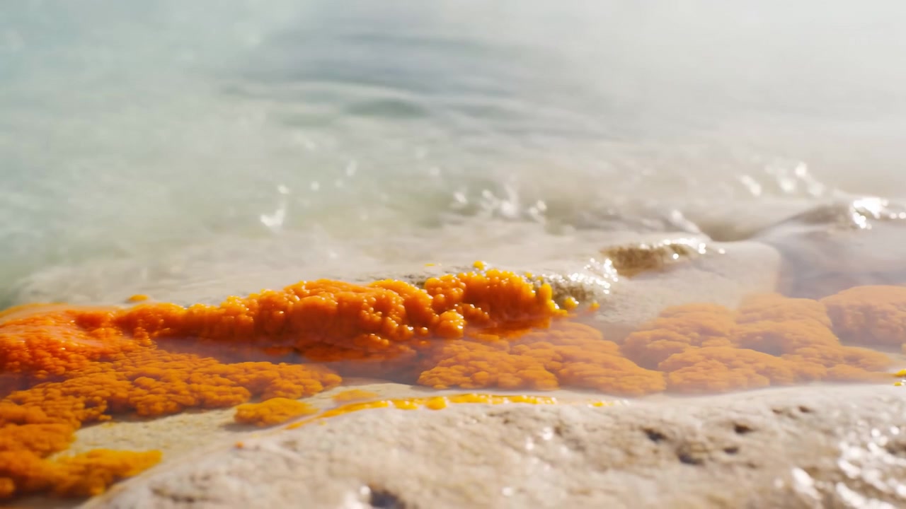 Bright orange sponge like clusters rest on pale wet sand while thin translucent seawater backwashes across them, creating foam, tiny bubbles, glossy reflections, and warm coastal highlights