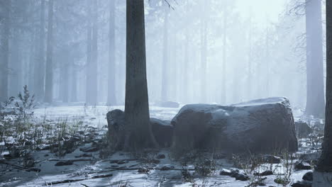 pine forest illuminated by the morning sun on a foggy early spring day