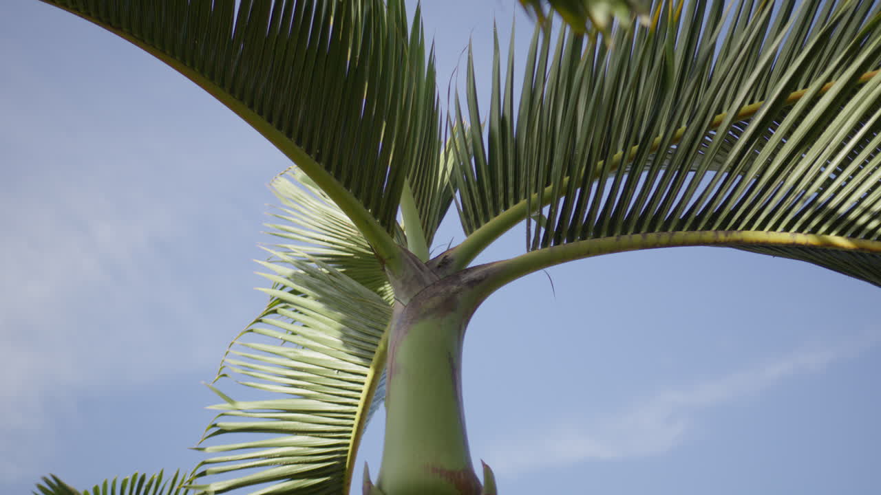 Scenic footage from Punta Cana and the Dominican Republic, showcasing turquoise Caribbean waters, lush jungle, white-sand beaches, and vibrant tropical nature