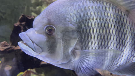 close-up of a cichlid fish in an aquarium