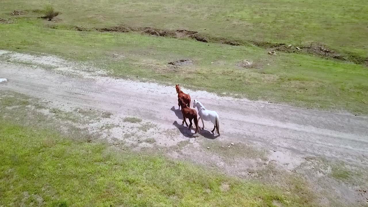 Aerial drone footage of horses walking through a field