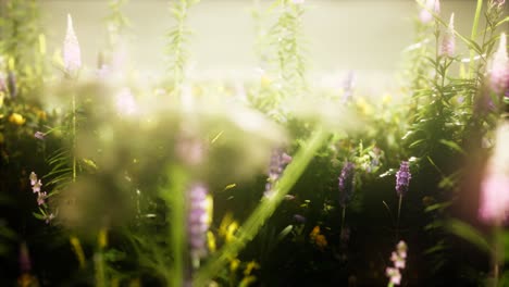 flores silvestres en el campo