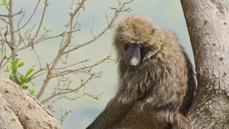 fotografía de cerca de un babuino sentado en un árbol girando la cabeza hacia la cámara, vida silvestre africana en la reserva nacional de masai mara, kenia, áfrica animales de safari en masai mara