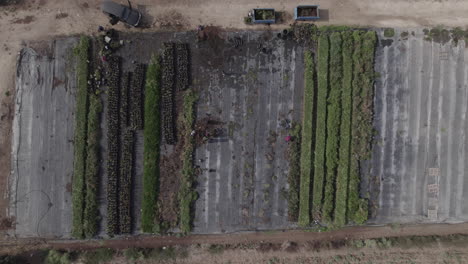 Aerial-top-down-view-of-workers-in-a-small-green-flower-field,-cleaning-and-collecting-plants-1