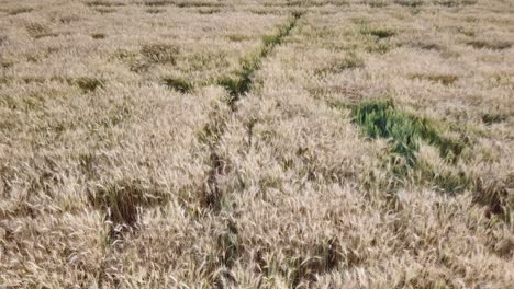 Full-Frame-Tracking-Top-Shot-of-Wheat-Fields-at-Sunset-at-Pushkar,-Rajasthan,-India